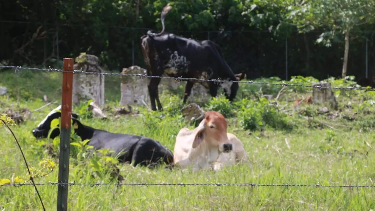 Ganaderos reportan baja producción de leche 2